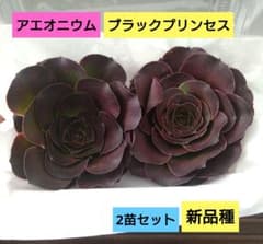 多肉植物【ブラックプリンセス】2苗セット カット苗 アエオニウム