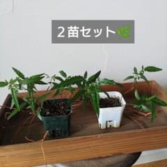 コショウボク　2苗のサムネイル
