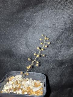 イシモチソウ 国産 食虫植物 観葉植物のサムネイル