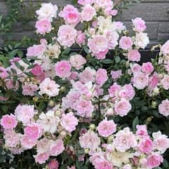 ミニつるバラ苗 真珠貝 バラ苗　ばら苗 ミニつるバラ苗 真珠貝 バラ苗 ばら苗 - メルカリ