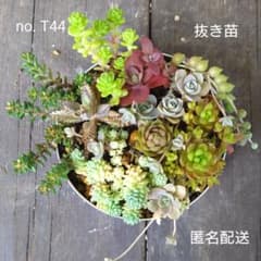 no.T44【抜き苗】多肉植物10種類 - メルカリ