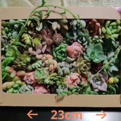 Cardamom様 リクエスト 2点 まとめ商品のサムネイル