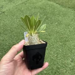 パキポディウム　ホロンベンセ実生15 塊根植物　コーデックスのサムネイル