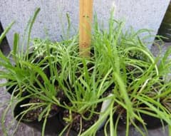 エルバステラ苗１ポット２本＋α　農薬不使用のサムネイル