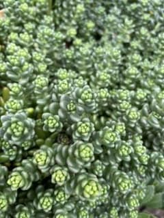 白花　タイトゴメ　カット苗40本超のサムネイル