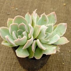 シムランスブスタマンテ×shaviana,Peregrina多肉植物 抜き苗うに