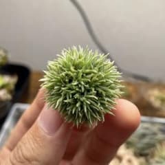 チランジア（エアプランツ） アエラントス テディベア - メルカリ