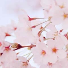 MISA様 専用のサムネイル