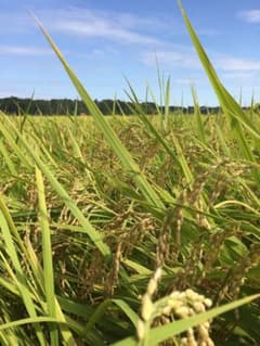 令和８年 栃木県産 コシヒカリ玄米 15キロのサムネイル