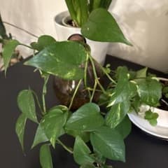 ポトス 水耕栽培 観葉植物きらりさま専用のサムネイル