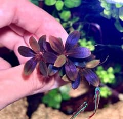 m62827694275_1.jpg?1718851119