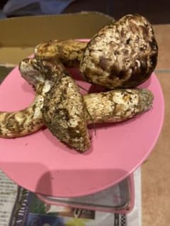 信州産　松茸のサムネイル