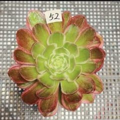 52#多肉植物アエオニウム錦❤️ 海仙❤️1大頭 11cm拨き苗 - メルカリ