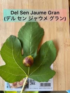 Del Sen Jaume Gran 穂木2本のサムネイル
