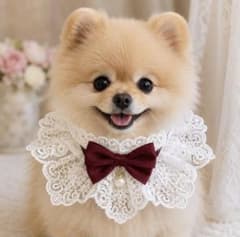 【犬猫用】フリルつけ襟 レース ボルドー リボン ペットアクセサリー推し活撮影会のサムネイル