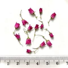 ボロニア ドライフラワー 濃ピンク蕾のサムネイル