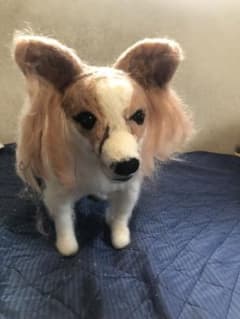 羊毛フェルト　パピヨンのサムネイル