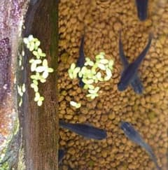 アオウキクサ（メダカ飼育内の繁殖）のサムネイル
