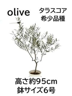 オリーブの木　タラスコア　6号　約95cm　NO.978　希少品種　現品掲載 オリーブの木 タラスコア 6号 約95cm NO.978 希少品種 現品掲載 - メルカリ
