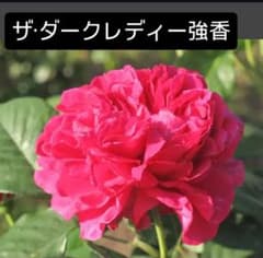 ザ・ダークレディー ER バラ苗 挿し木中苗 強香 強健 5号鉢 薔薇 苗のサムネイル