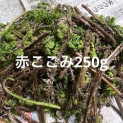山形県産赤こごみ250g、山菜、無農薬のサムネイル