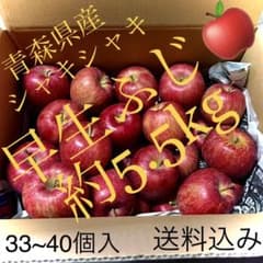 青森県産　早生ふじ　訳ありのサムネイル