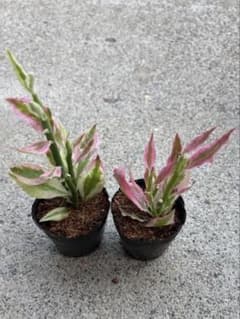 す*ん様 観葉植物 ギンリュウ 銀竜 抜き苗 ガーデニング ペディランサス 銀龍のサムネイル