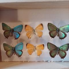 蝶標本 ゼフィルス 6頭 - メルカリ