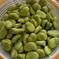 そら豆　むき身　400グラム　農薬不使用のサムネイル