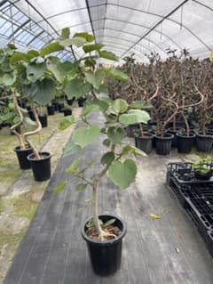 極太螺旋状ウンベラータ　10号　160センチ　現品 極太螺旋状ウンベラータ 10号 160センチ 現品 - メルカリ