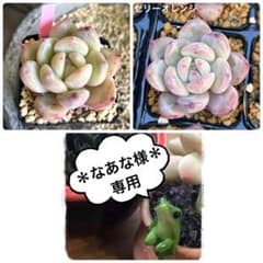❣️〇〇❣️現品 エケベリア 寄せ植え 多肉弁当 多肉植物 - メルカリ