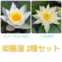 姫睡蓮 2種セットのサムネイル
