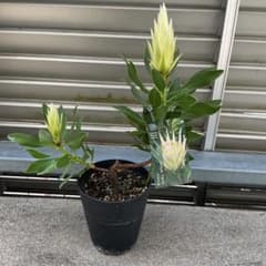 プロテア　②スパイキーホワイト オージープランツ　観葉植物のサムネイル