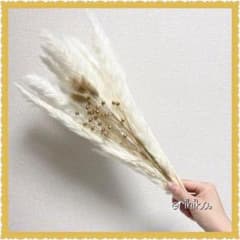 限定出品◎ドライフラワー　パンパスグラス　テールリード　インテリア　観葉植物　花のサムネイル