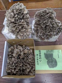 上州まいたけ（菌床まいたけ）500g 群馬県産 - メルカリ