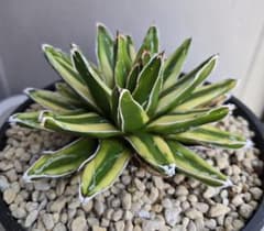 Agave 'Sasa no Yuki' (Sasa no Yuki) - Potted Plant
