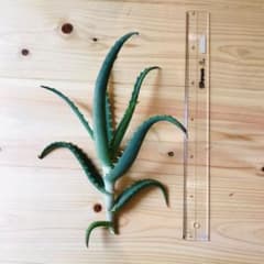キダチアロエ 1株 期間限定のサムネイル
