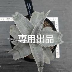 ディッキア Dyckia marnier-lapostolleiのサムネイル