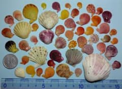 天然 イタヤガイ等 貝殻 詰め合わせ No49のサムネイル