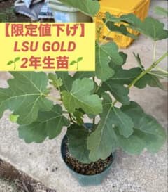 限定値下げ】✨おすすめ品種✨LSU GOLD2年生苗 イチジク苗木 - メルカリ