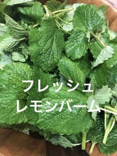 レモンバーム　無農薬　フレッシュ　ハーブのサムネイル
