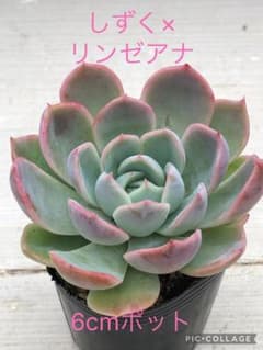 多肉植物 しずく×リンゼアナ♡抜き苗(miyaさん苗)