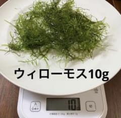 ウィローモス 10g 生きた水草のサムネイル