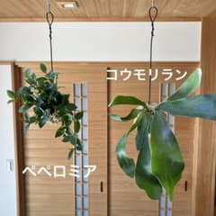 037 苔玉2個セット✨ビガクシダ コウモリランとペペロミアのサムネイル