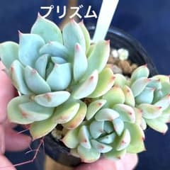 多肉植物　プリズム　抜き苗のサムネイル