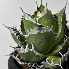 アガベ オテロイ オアハカ悪魔くんタイプ 発根済み C-02 - メルカリ