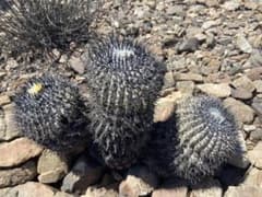 【種子】#796 Copiapoa / コピアポア,黒王丸,孤竜丸