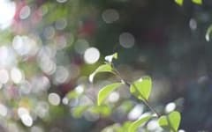 Oreston 50mm f1.8 前期型 M42 おすすめクセ玉オールドレンズ 値下げ‼️オールドレンズ Oreston 50mm F1.8 (M42マウント) - メルカリ