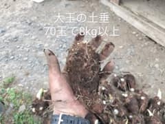 【大玉】里芋の種芋　70個のサムネイル