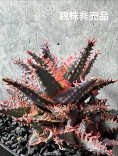 アロエ 竜山錦 大株 6号菊鉢 アロエ 竜山錦 大株 6号菊鉢 | Shop at Mercari from Japan! | Buyee